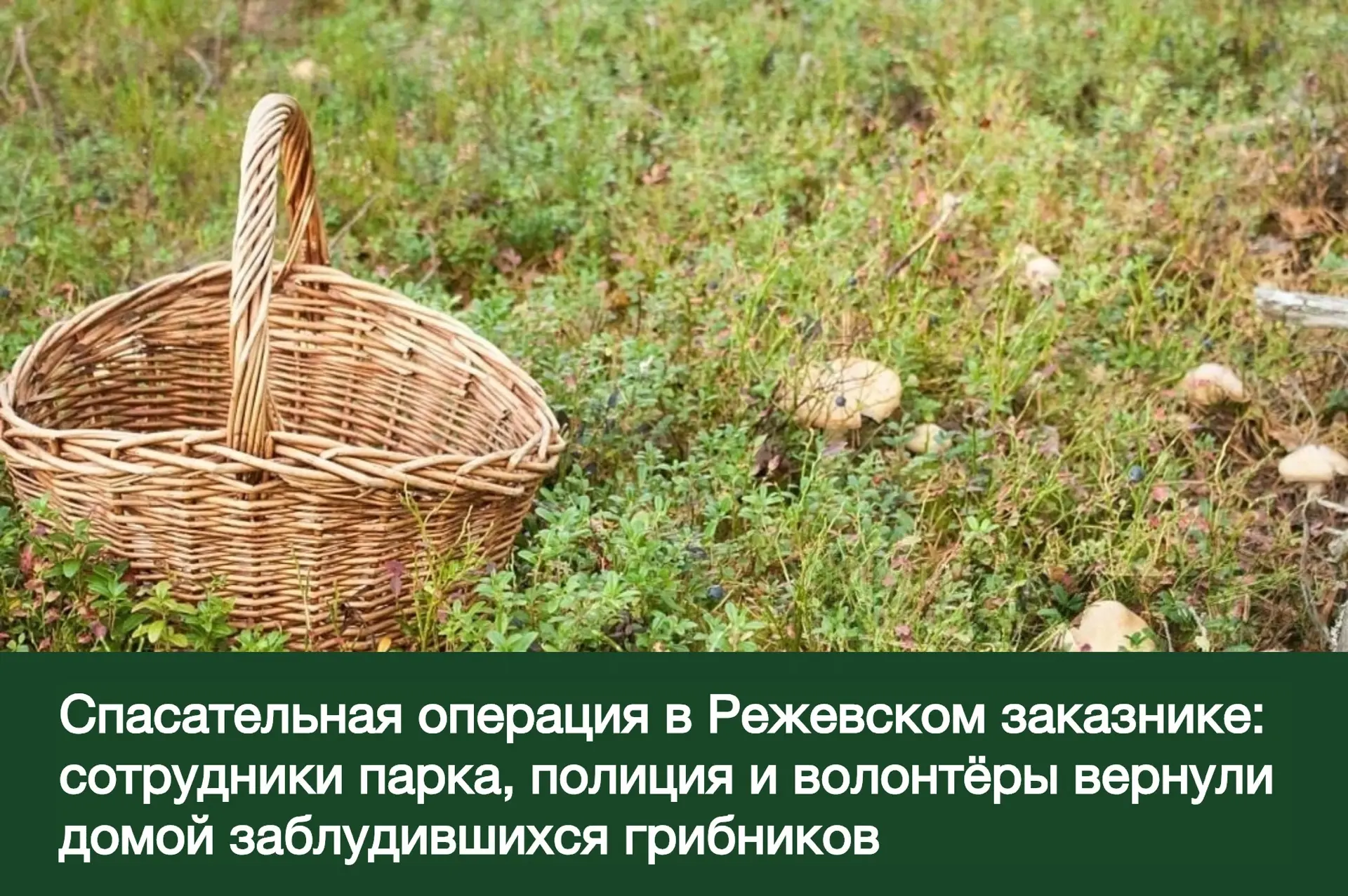 😲Представьте: выходите утром за грибами, а возвращаетесь домой только через двое суток...