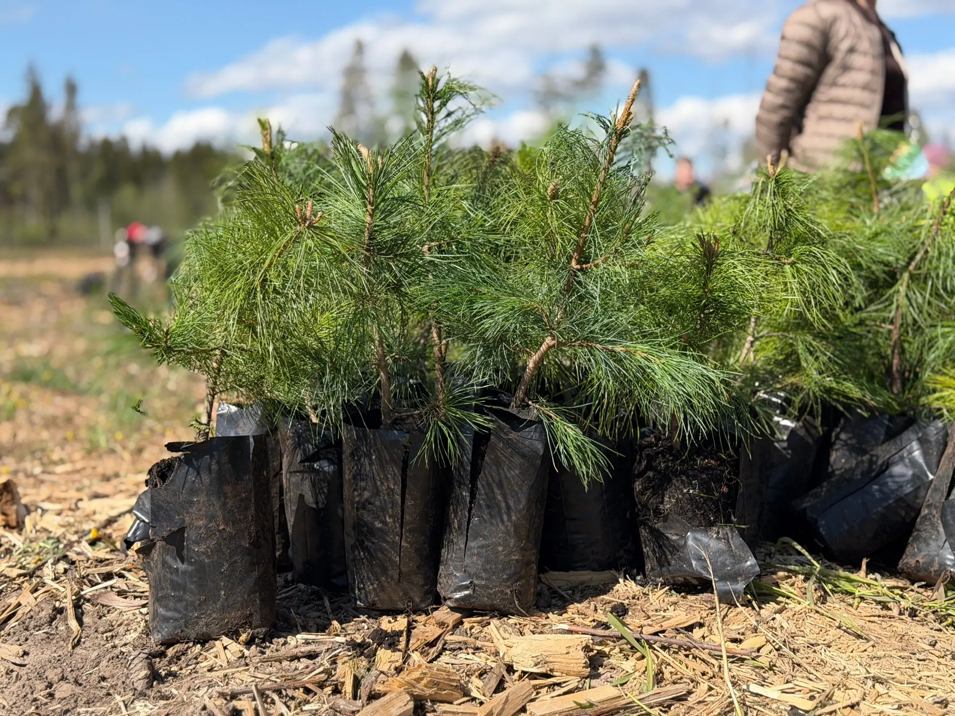 Это только начало большой работы!  🌲 Сегодня на территории Пуловского леса мы приступили к посадке с