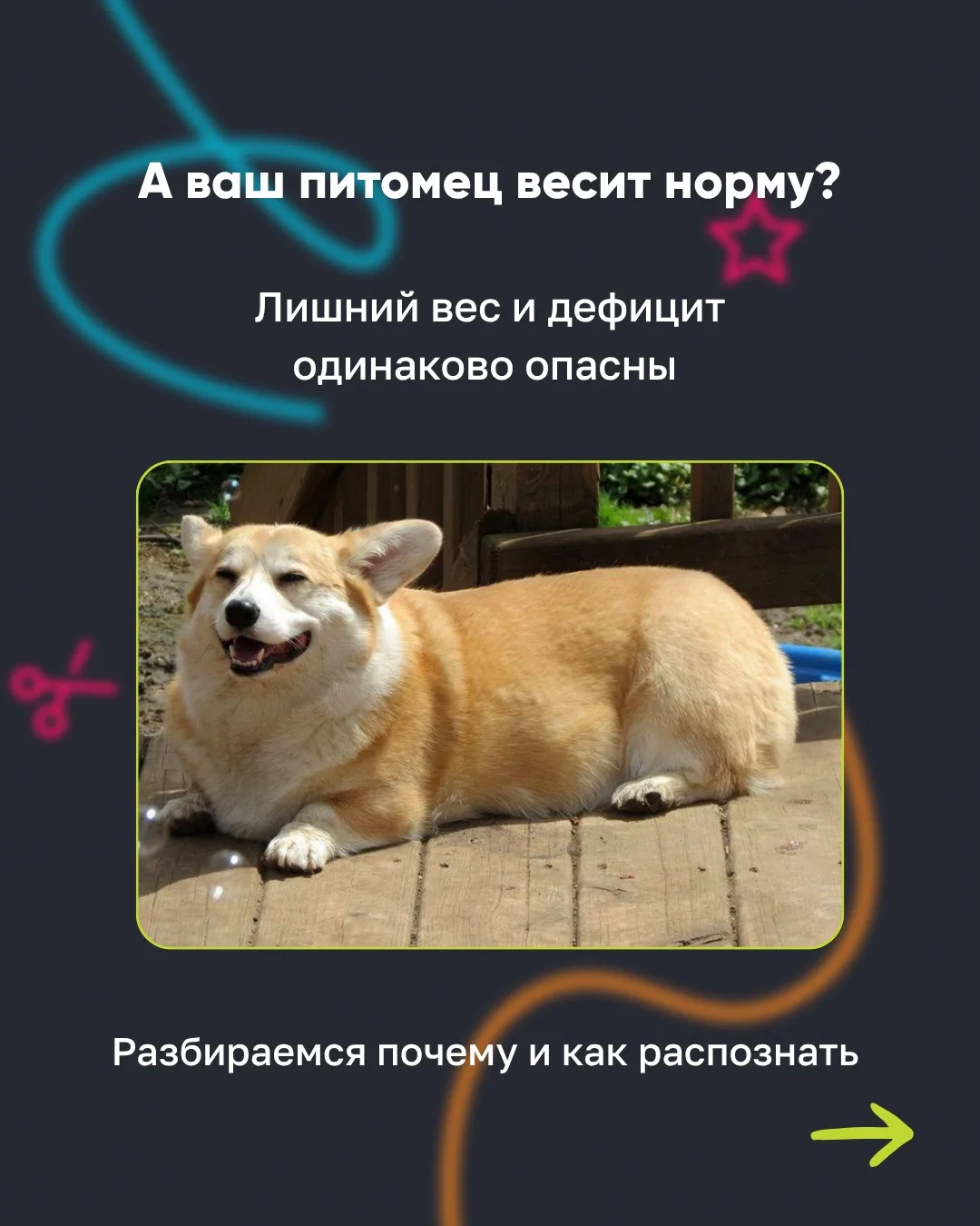 Вес питомца — это не просто цифра на весах, это показатель здоровья! 🐶💚