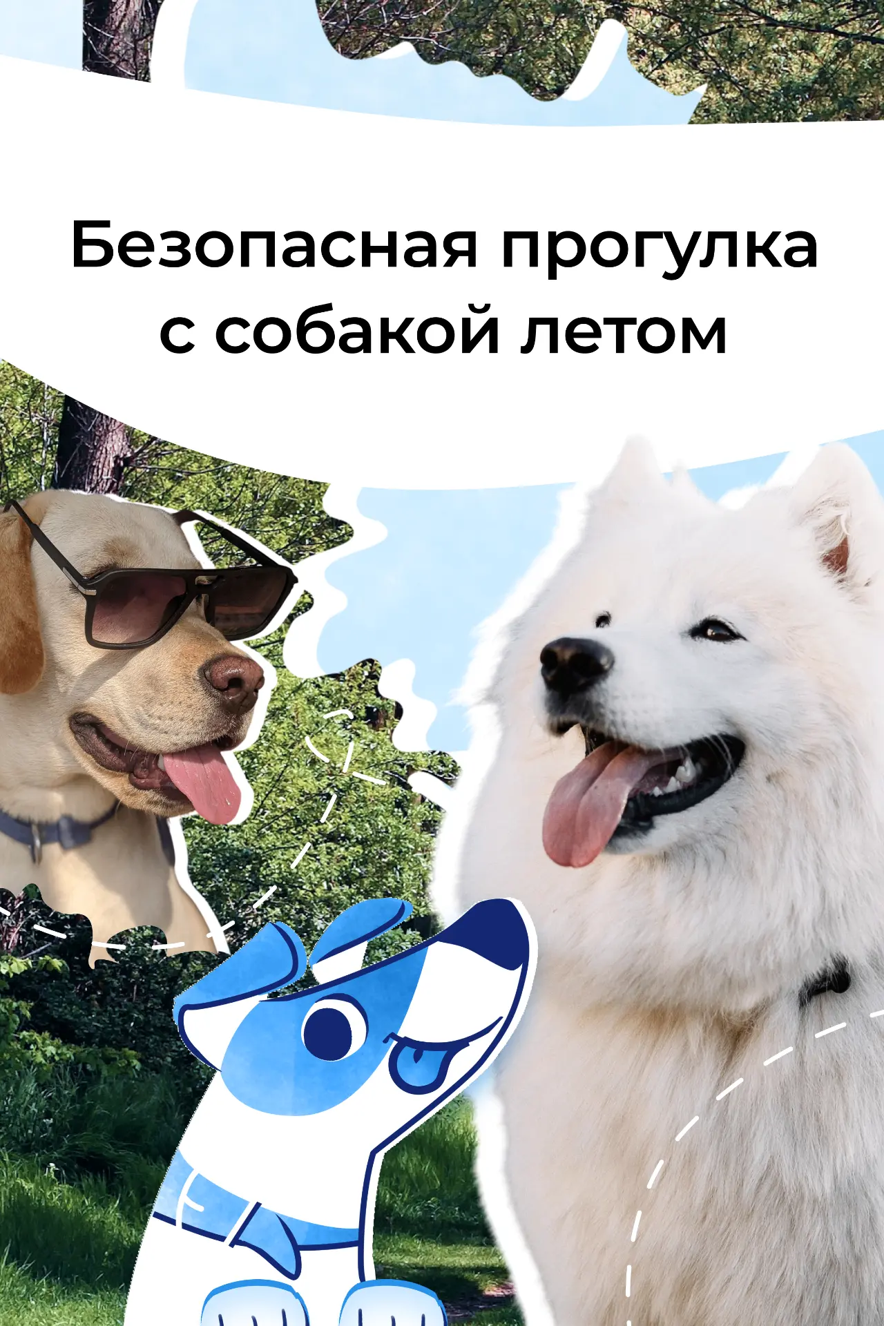 Лето — любимое время для долгих прогулок с собакой. В карточках читайте, как сделать их комфортными 