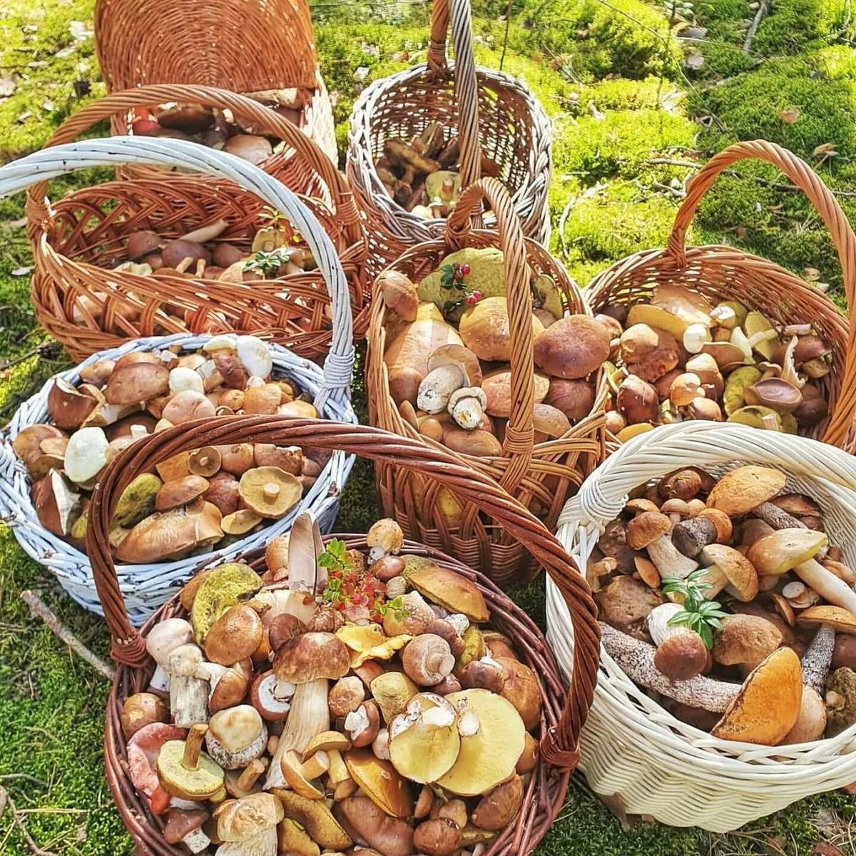 🍄Внимание, грибники Балашихи! С конца августа и до октября в лесах обещают настоящий г...