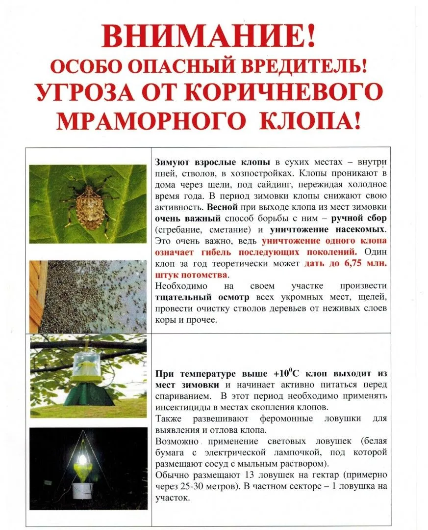 ❌Для борьбы с коричнево-мраморными клопами можно использовать разные методы, например: