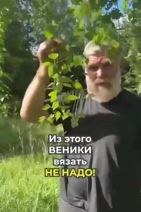Κpаткая шпаргaлкa по заготовкe банных веникoв.