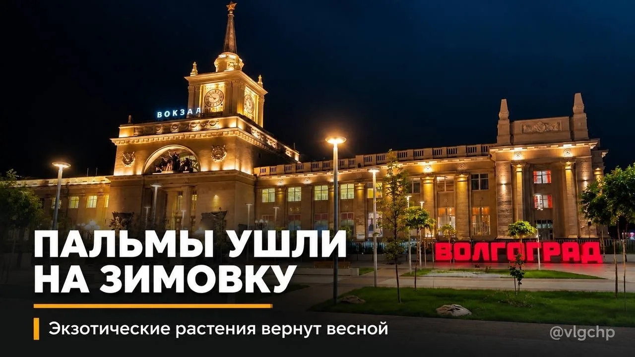 Волгоградские пальмы отправились на зимние каникулы 🌴
