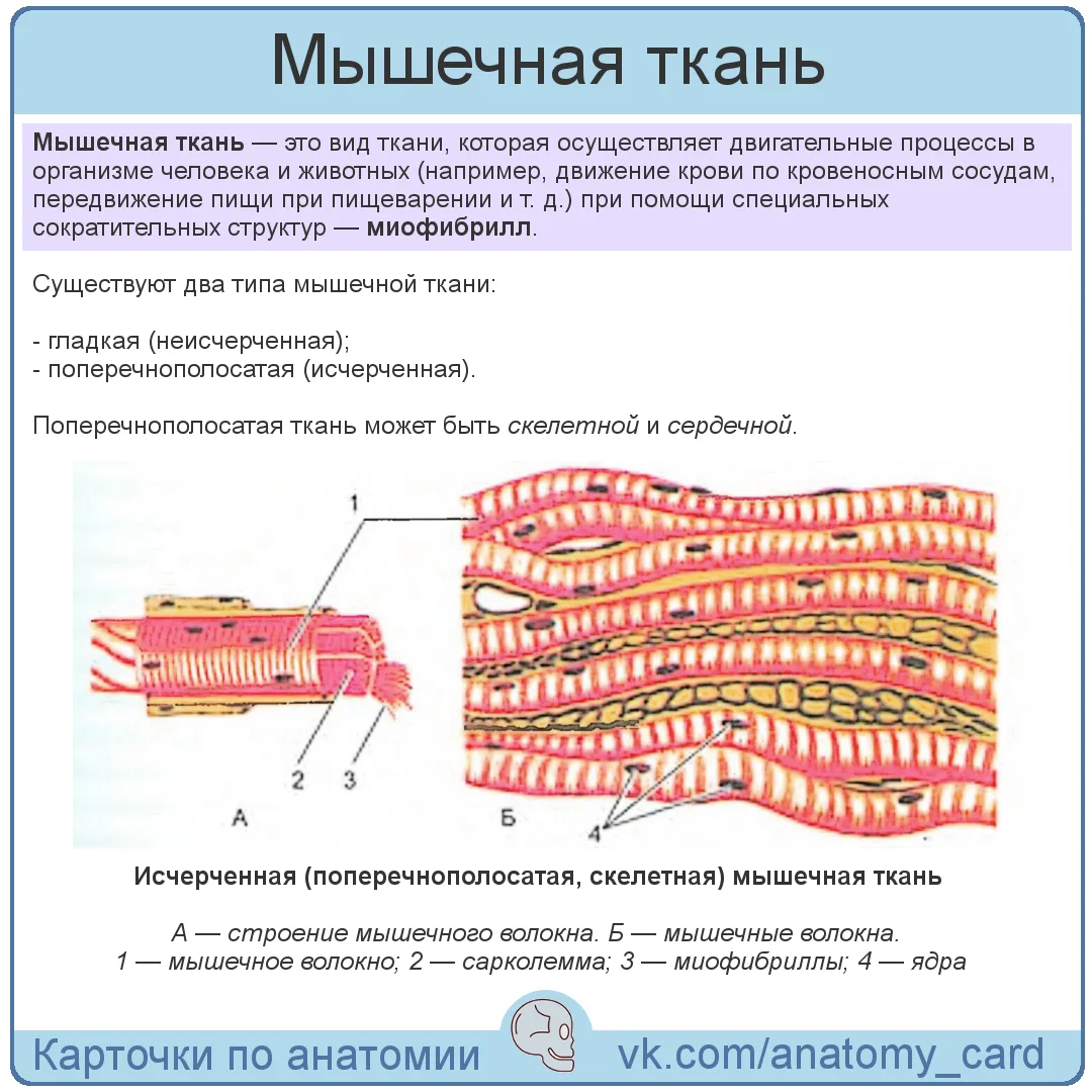 Мышечная ткань