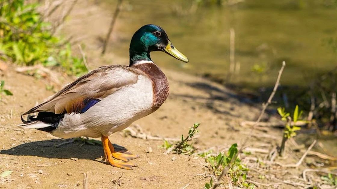 #СнаряжениеОхотника 🦆 МАГИЯ ЦИФР В УТИНОЙ ОХОТЕ 🎯
