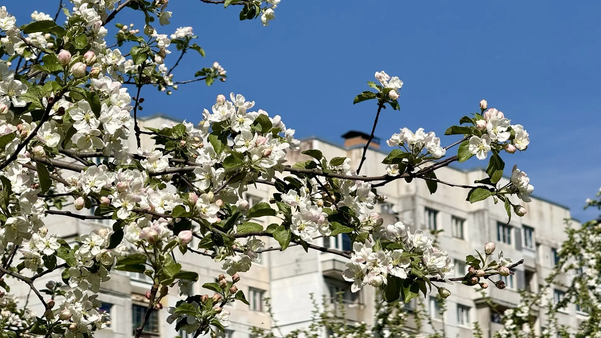 🌸Бульвар Ленинградской Победы утопает в яблоневом цвету