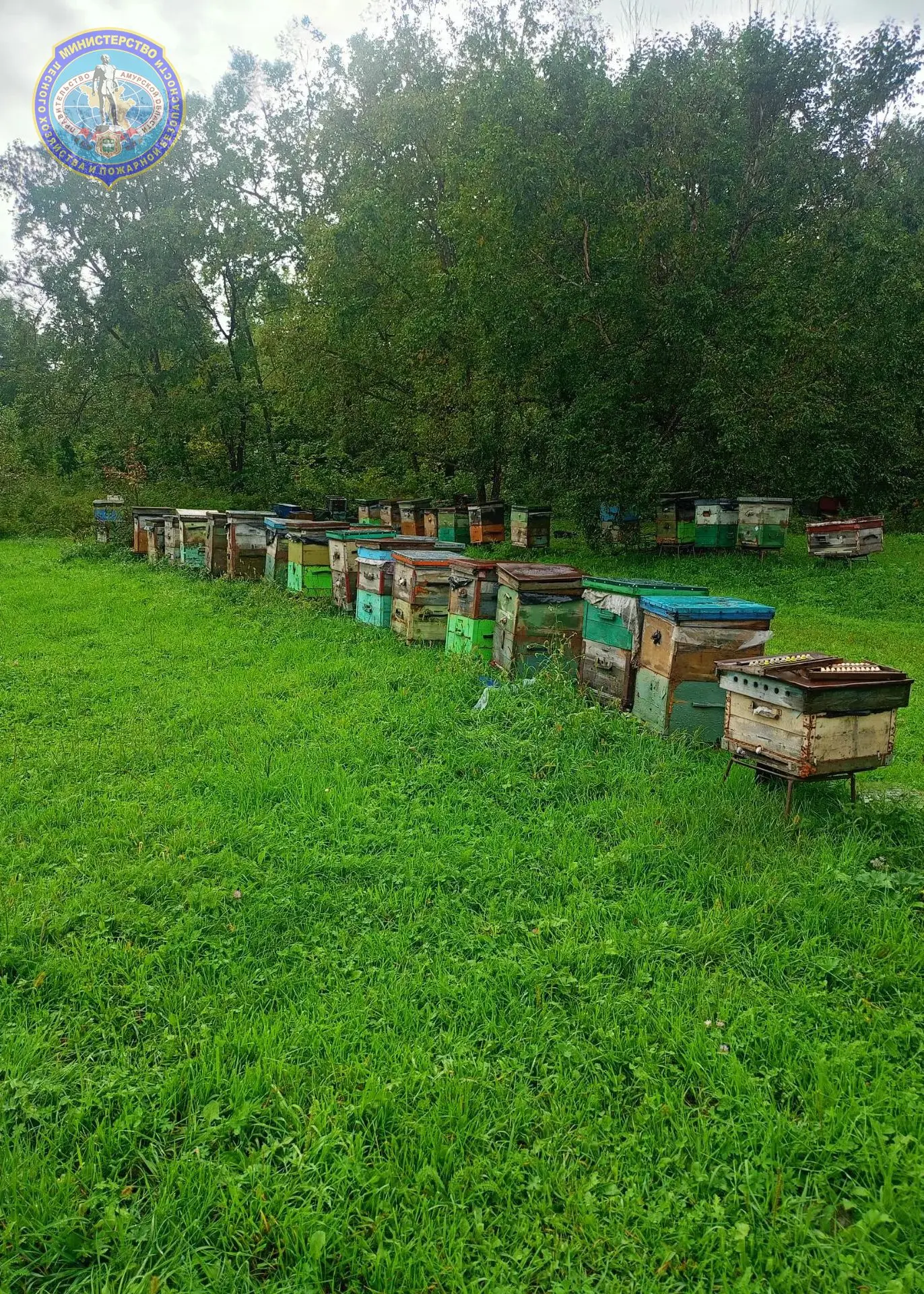 🐝 Амурский пчеловод бесплатно получил 3 гектара леса и нашел дело всей жизни