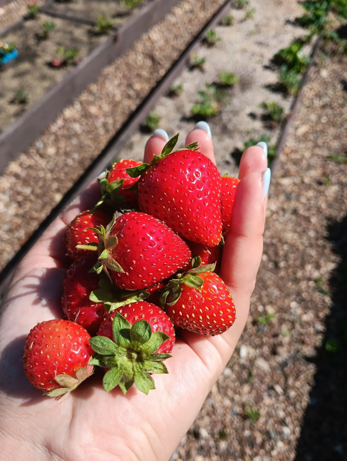 Ну, красота же😍🥰🍓