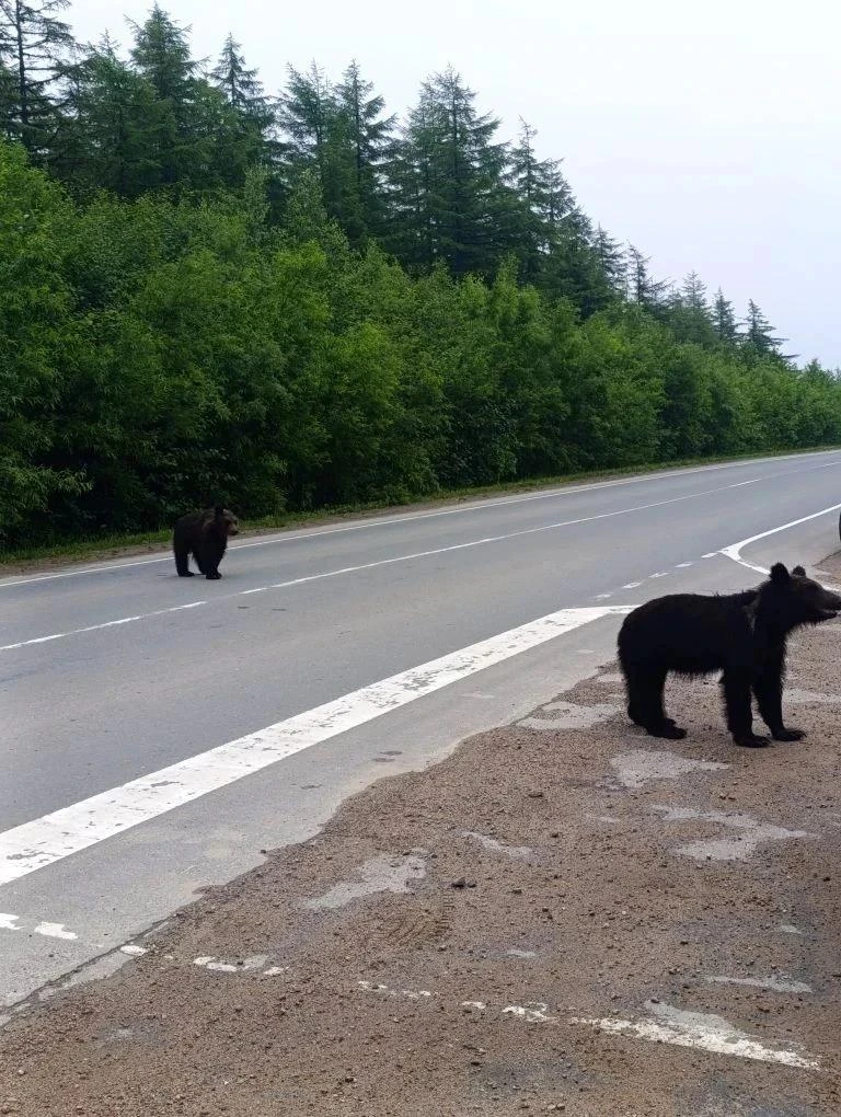 🐻 Медвежат-попрошаек с сахалинской трассы вернули в тайгу
