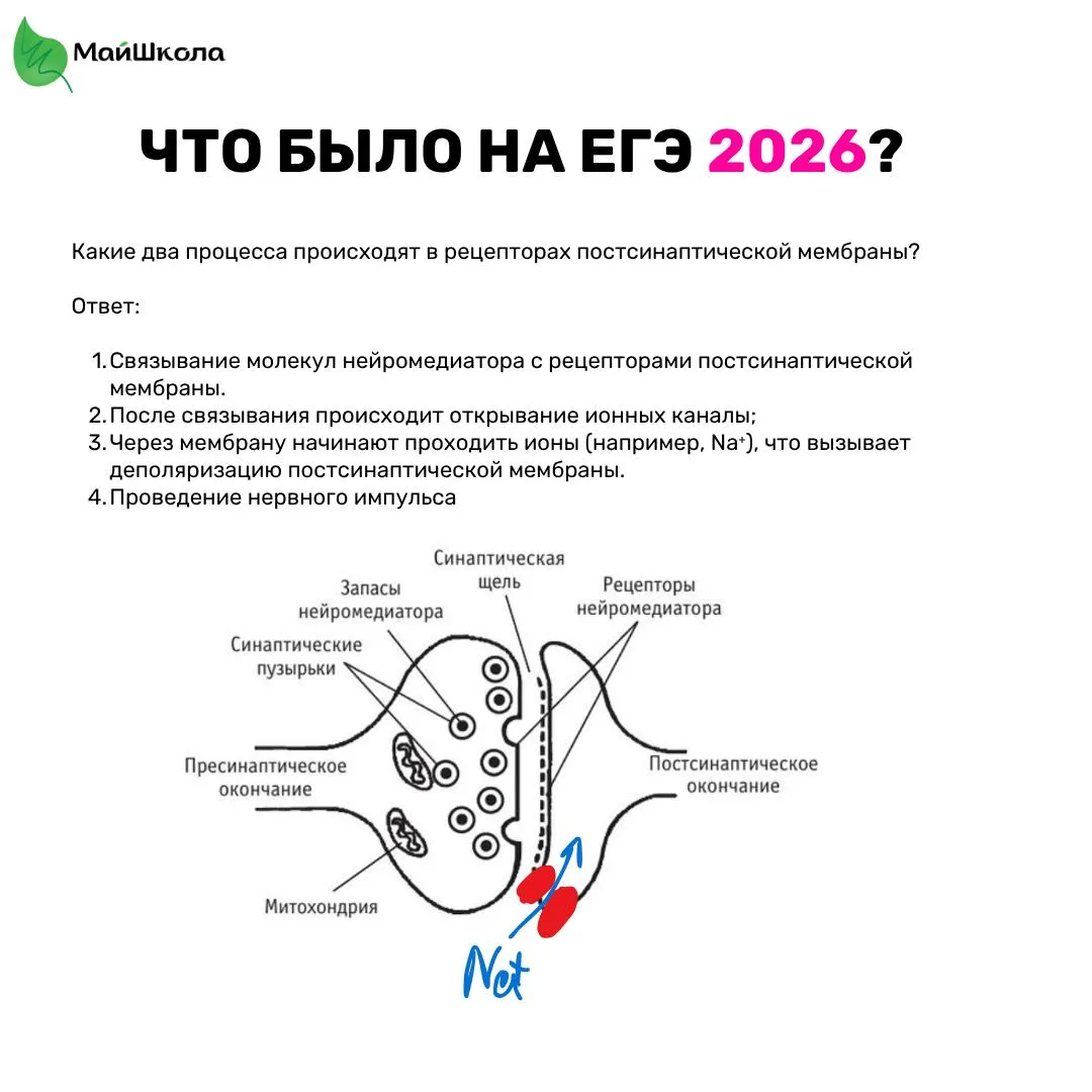 Примерно накидала как могло выглядеть задание на проведение нервного импульса. Пишите, если есть дет
