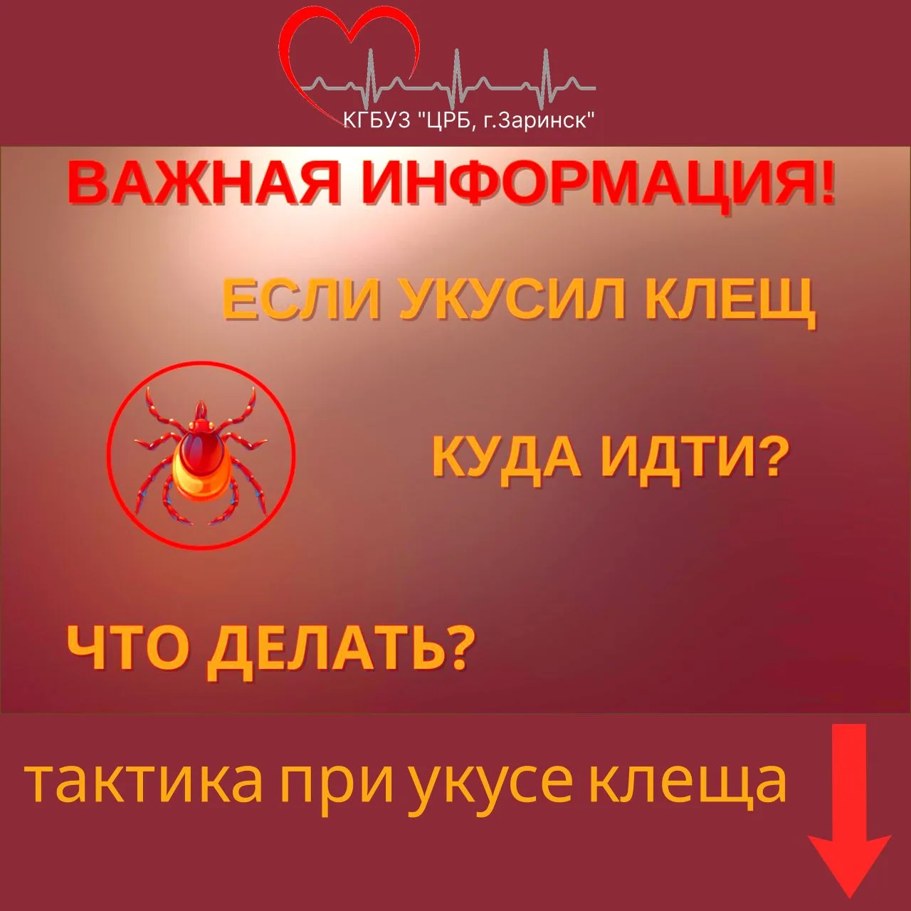 Укус клеща: что делать? Инструкция от КГБУЗ «ЦРБ, г. Заринск»