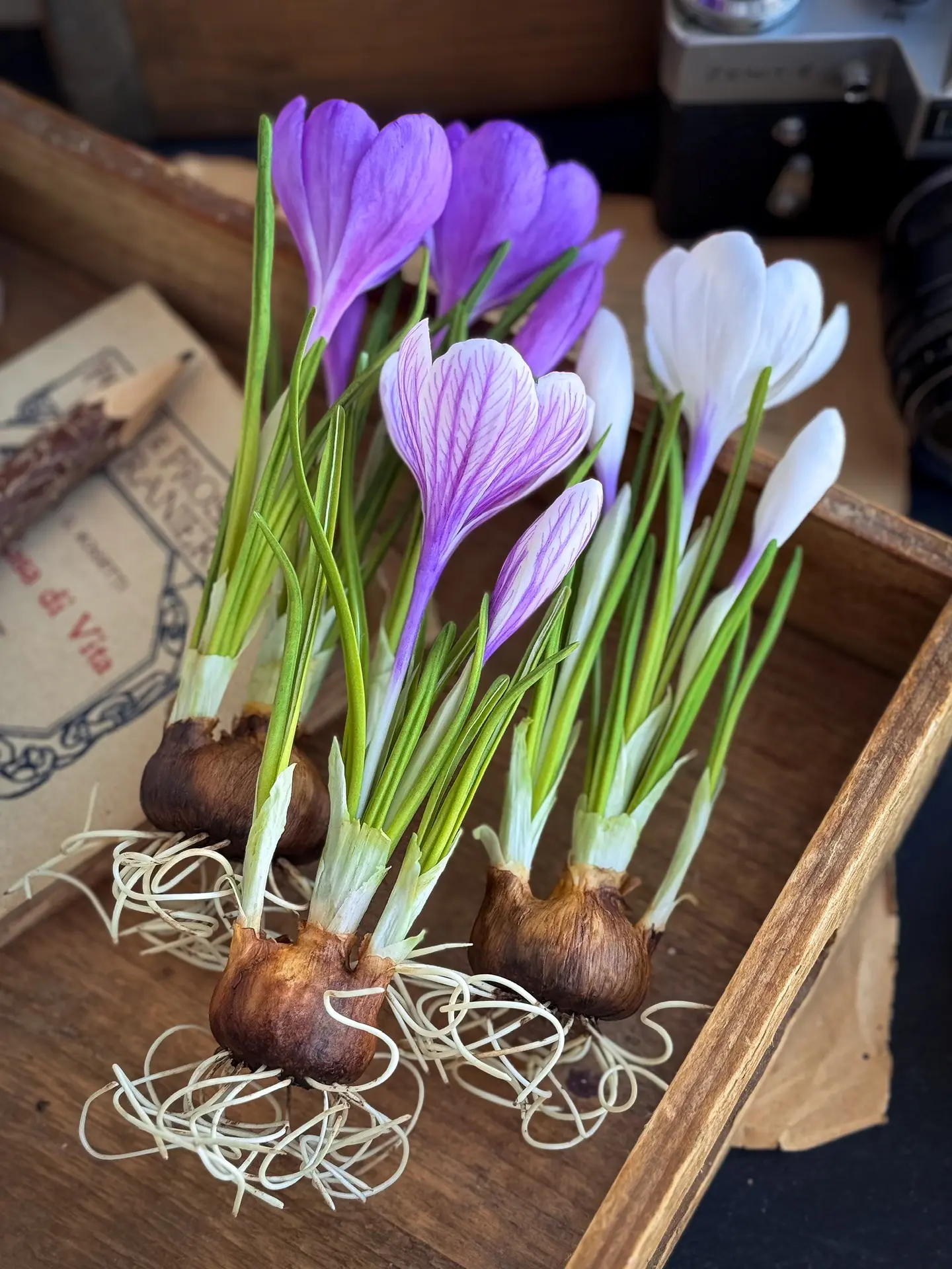 Видеокурс по лепке КРОКУСОВ из полимерной глины: https://tanyaflower.ru/crocus/