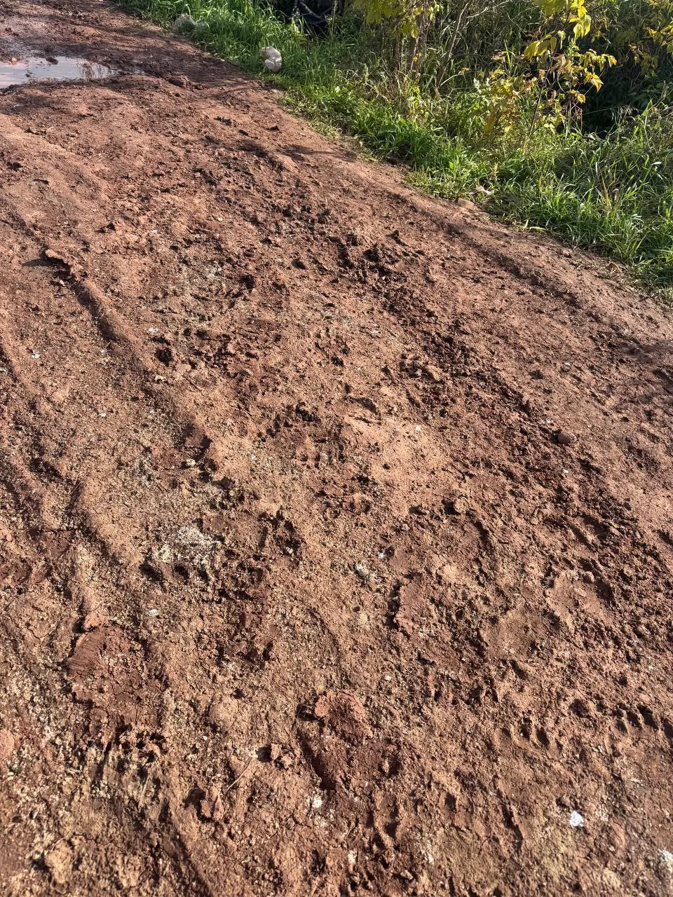 Медведь подошел совсем близко к домам в Солонцах.
