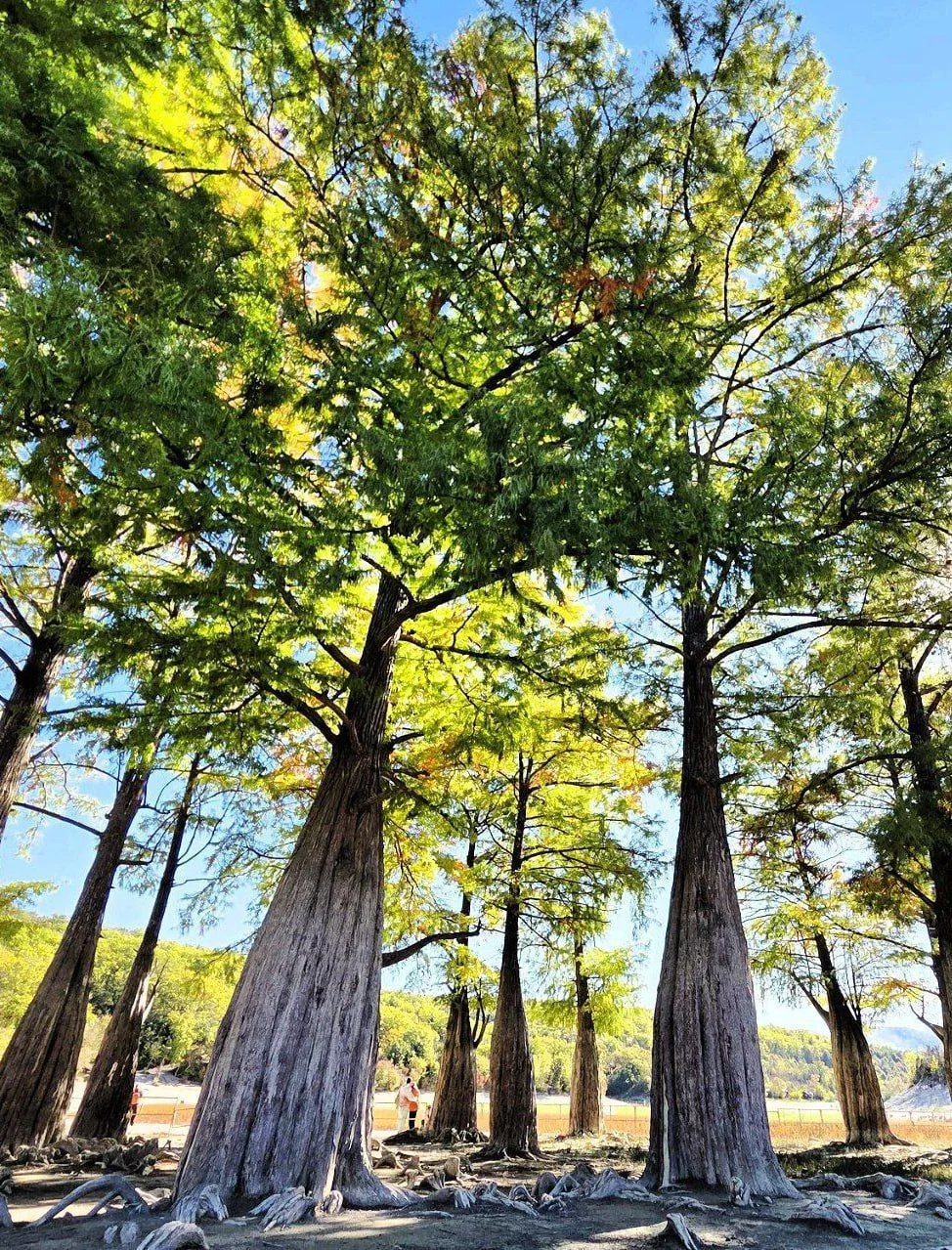🌲 Роща болотного кипариса
#СелоСукко

📌 Роща болотных кипарисов на озере Сукко представляет собой 