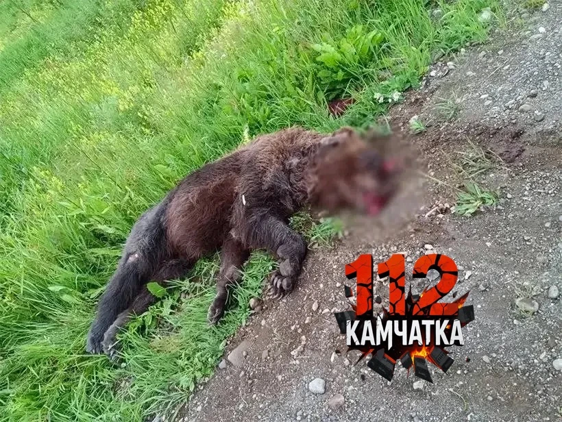 ⚡️ Бурый медведь погиб под колёсами автобуса на камчатской трассе