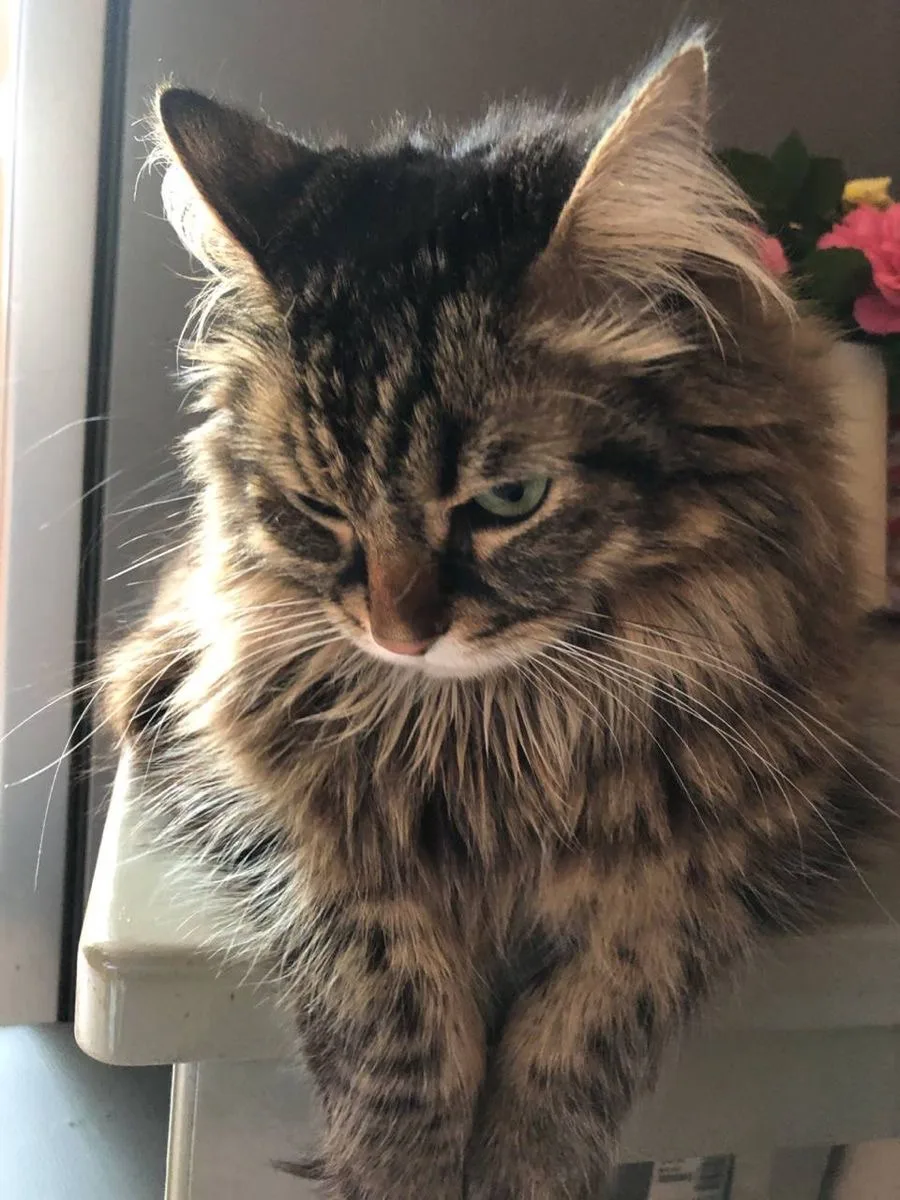 #КотикПодписчика 🥰