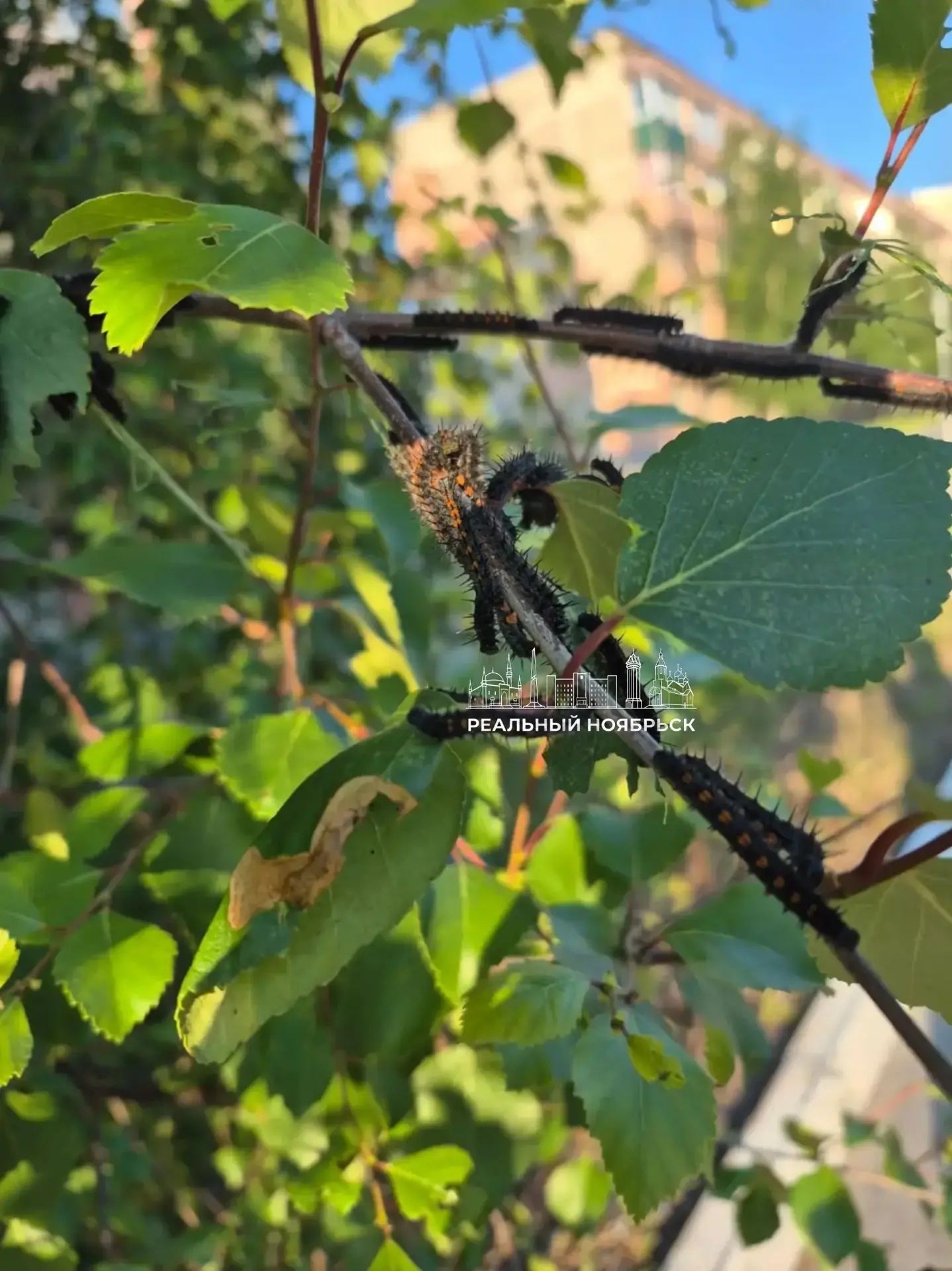 🐛 Нашествие гусениц в Ноябрьске