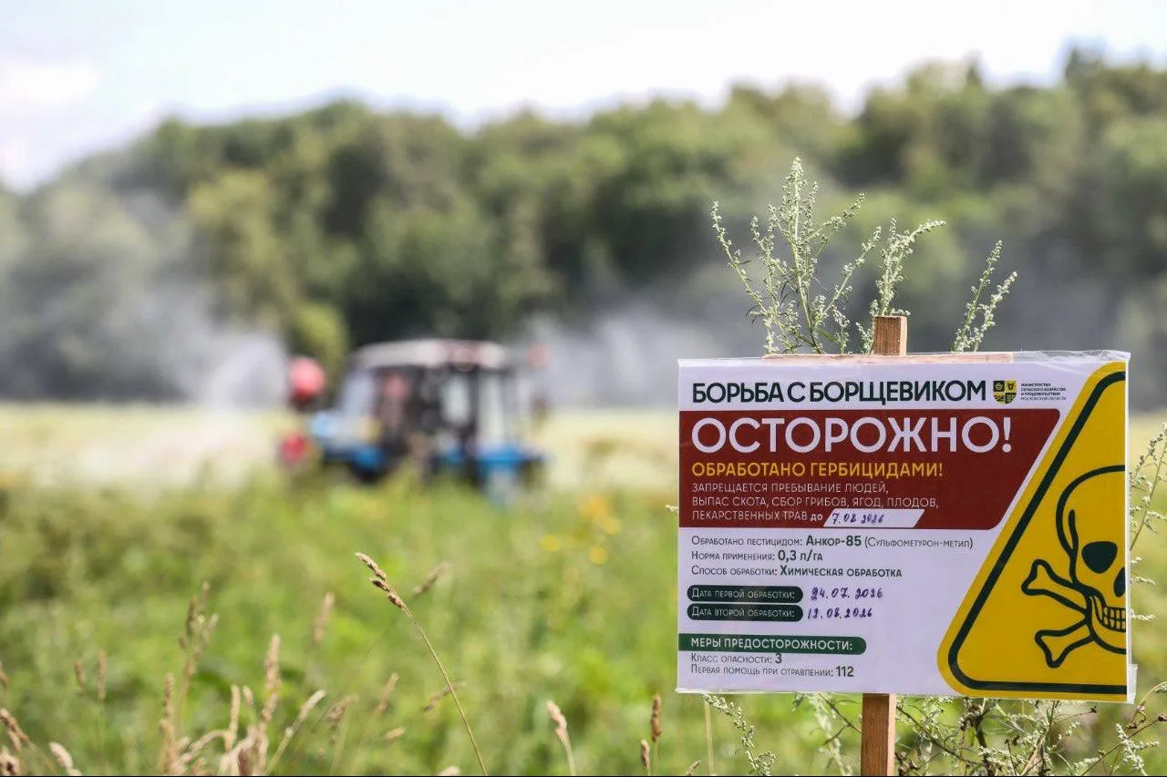 📍 В Подмосковье впервые ликвидировали борщевик на частном участке с последующим возмещением затрат 