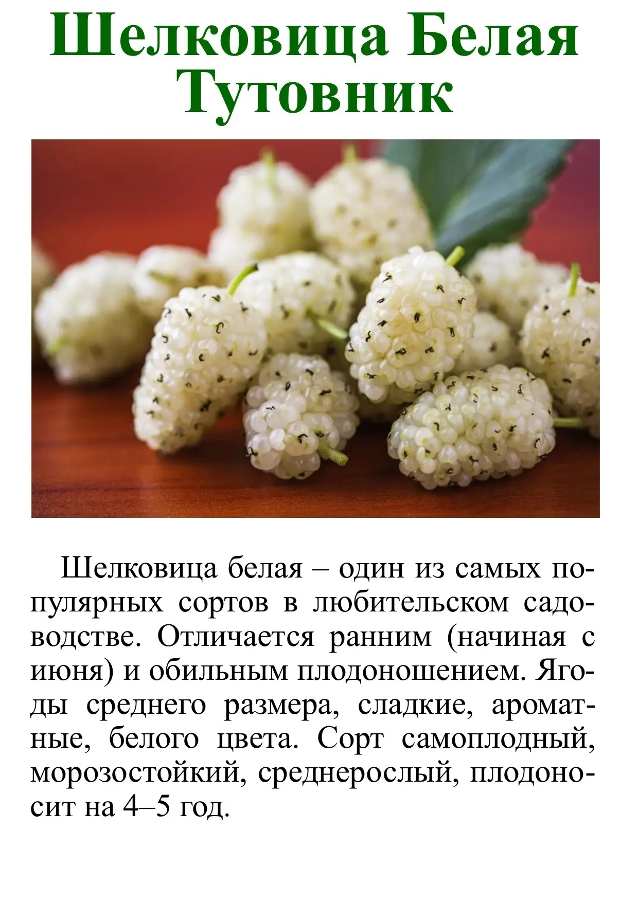 Саженцы Шелковицы ЗКС.