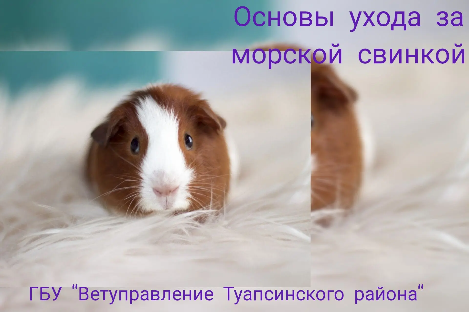 Основы правильного ухода за морской свинкой!
