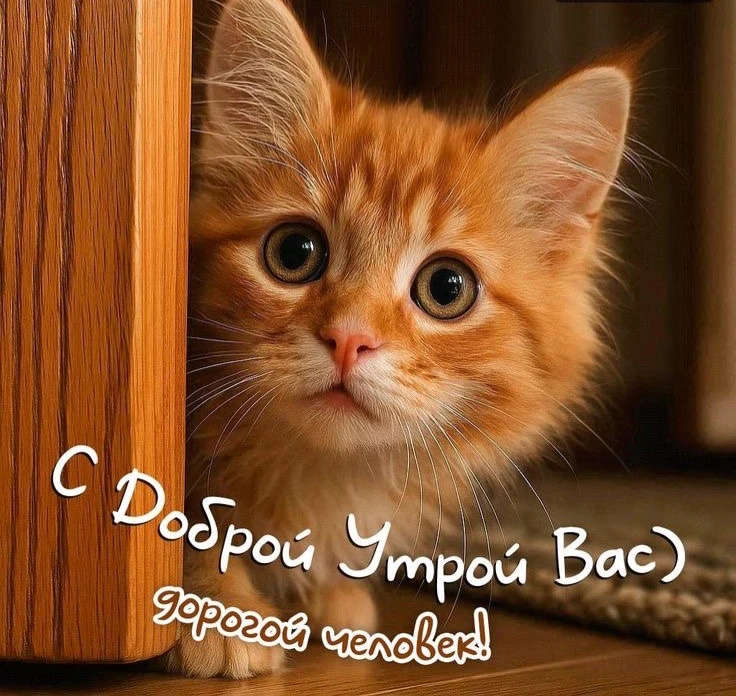 Котаны • подписаться 
Наш второй канал • Пушистики