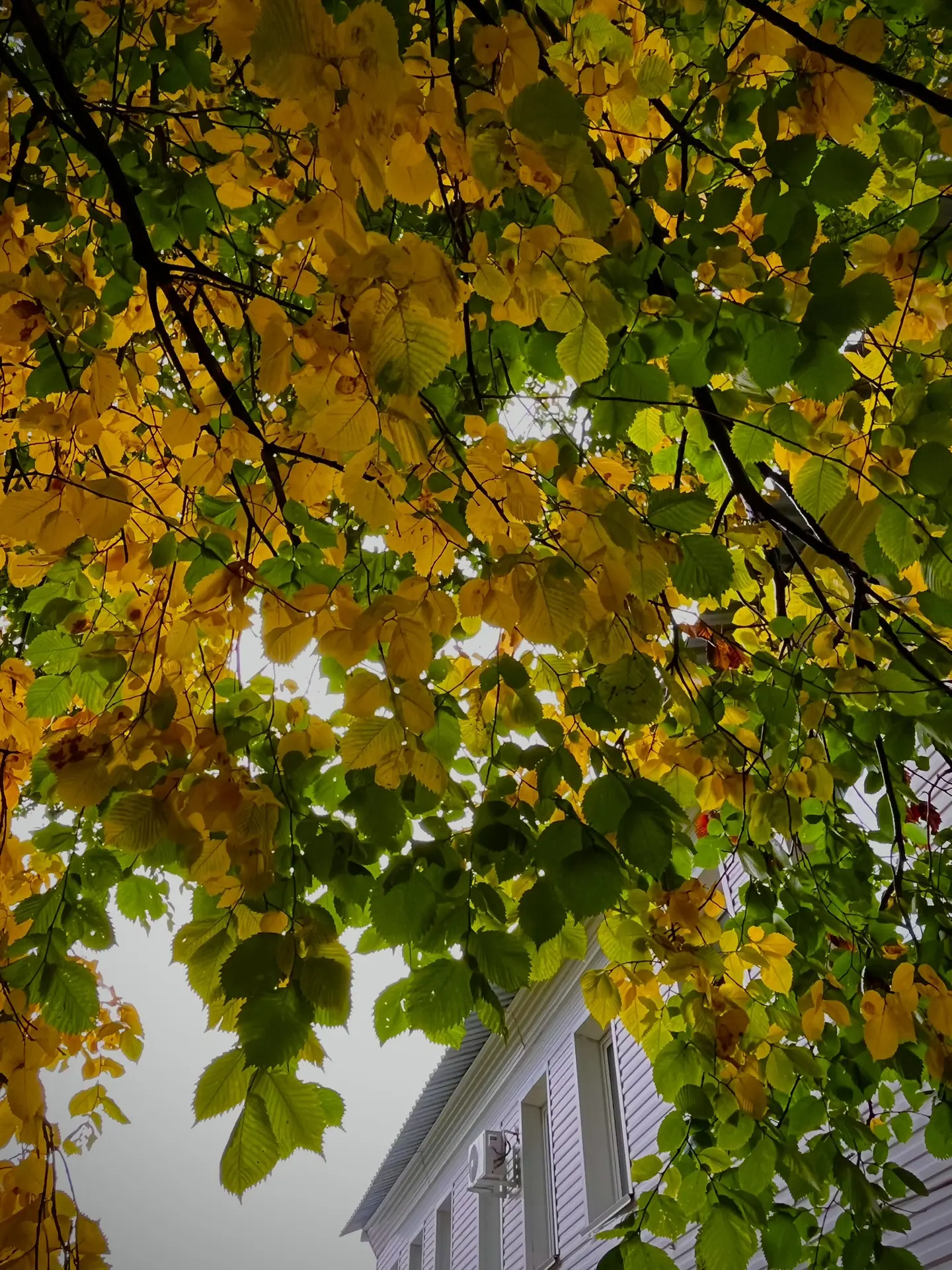 🍁Всем доброго утра!