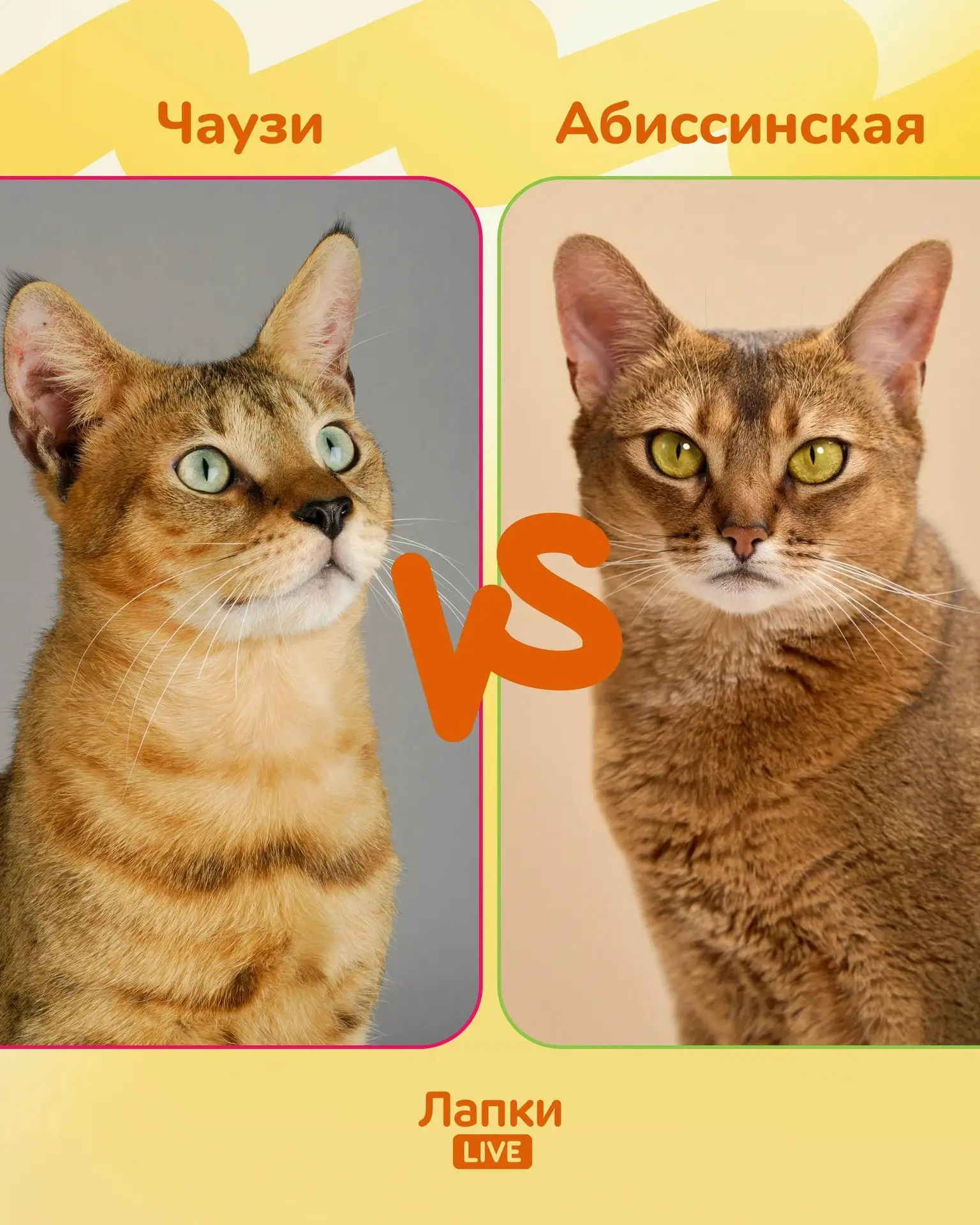 Чаузи vs Абиссинская кошка: дикая пума или домашняя богиня?