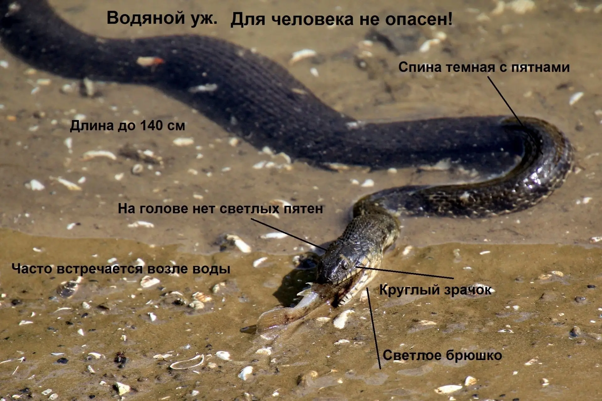 🐍 В тёплое время года жители и гости Самарской Луки нередко встречают на берегах Волги и в воде тём