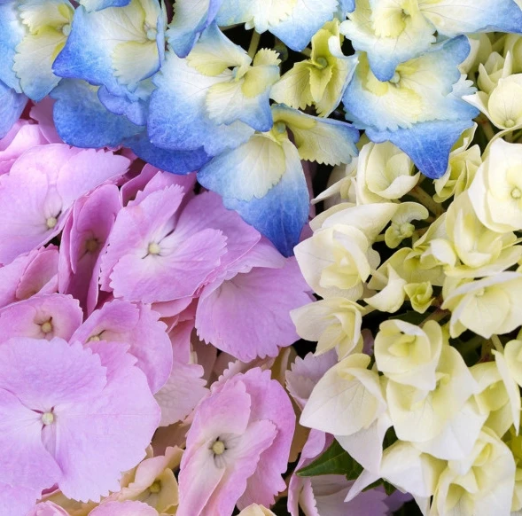🌸 Гортензия Три сестры: радуга на одном кусте