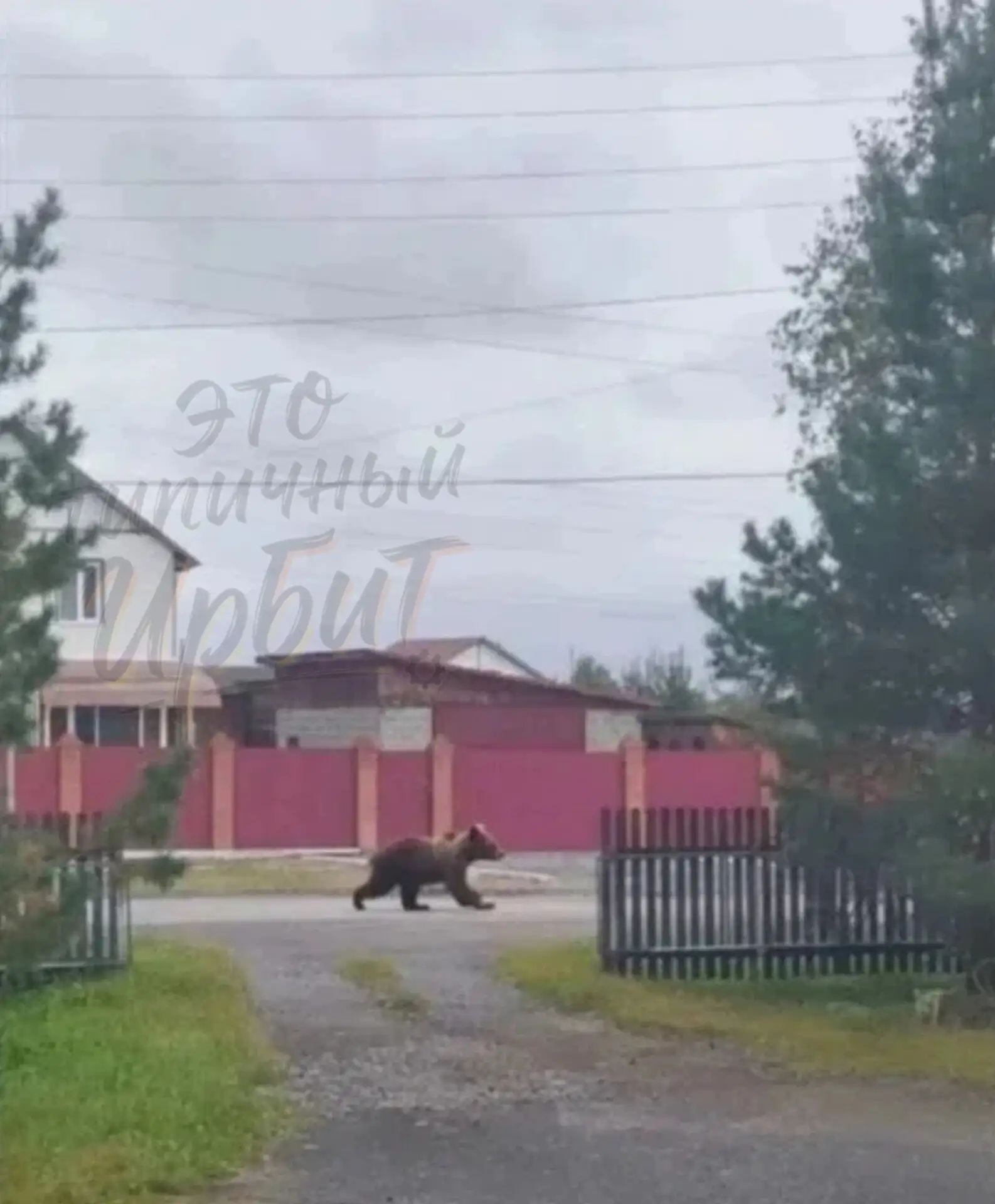 Фото от нашего подписчика. Медведи спокойно ходят по улицам в Слободе-Туринской...😬