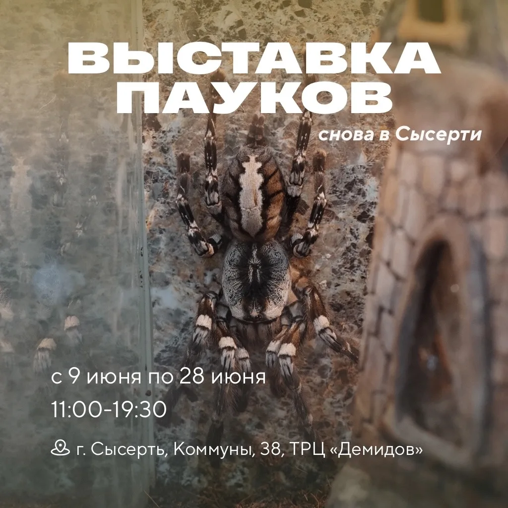 В Сысерть снова приехали пауки-гиганты🕷️