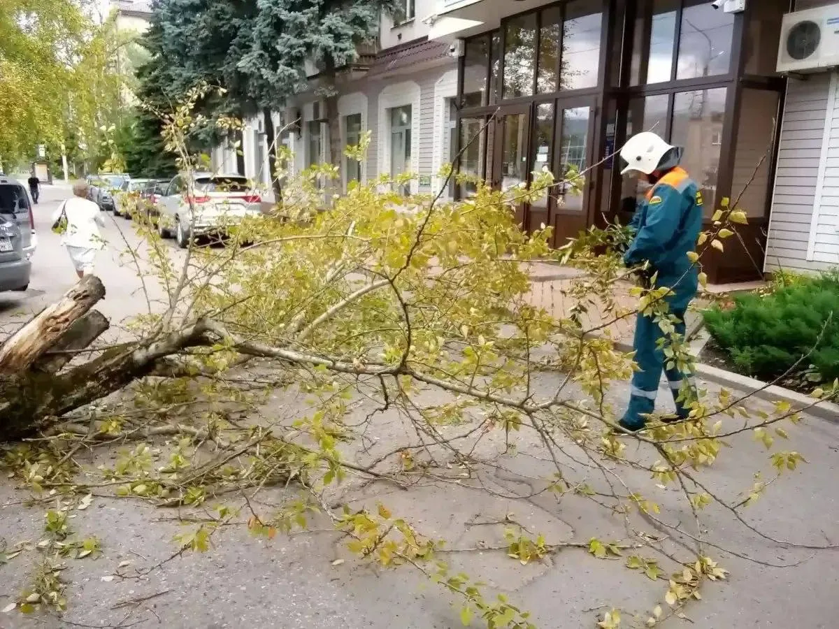 Дерево упало на женщину в Великом Новгороде