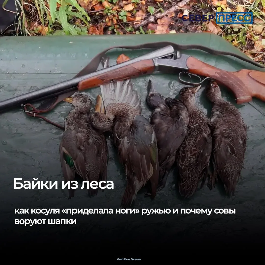 Осенний охотничий сезон открылся на Ямале с 1 августа. В округе порядка 38 тысяч охотников, но не у 