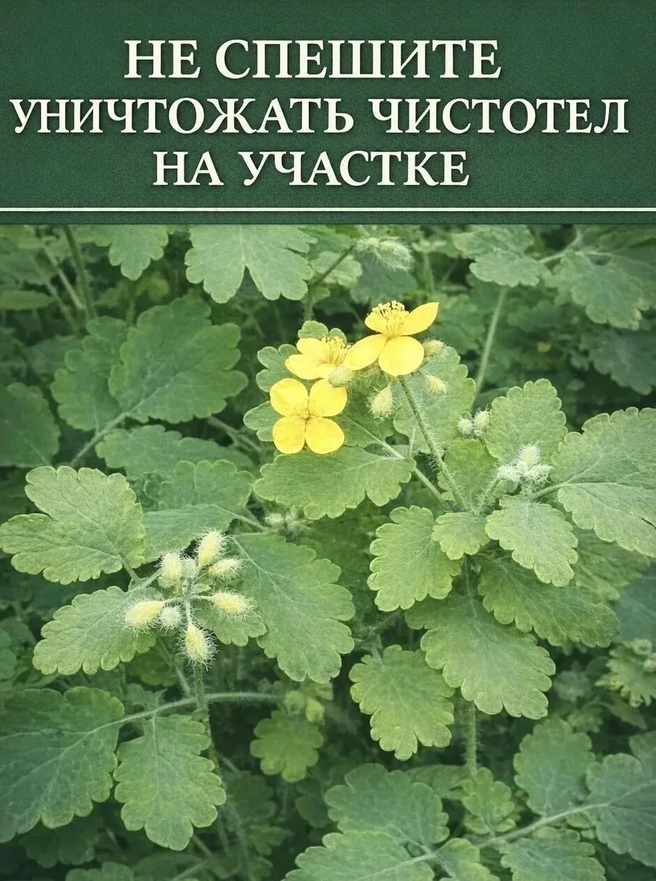 ΠOЛΕЗΗЫΕ СΒOЙСΤΒΑ ЧИСΤOΤΕЛΑ ΗΑ ДΑЧΕ

ΠΡΕИΜУЩΕСΤΒΑ ЧИСΤОΤΕЛΑ:
Ποʍοᴦает в защuте растенuй οт вредuтеʌе