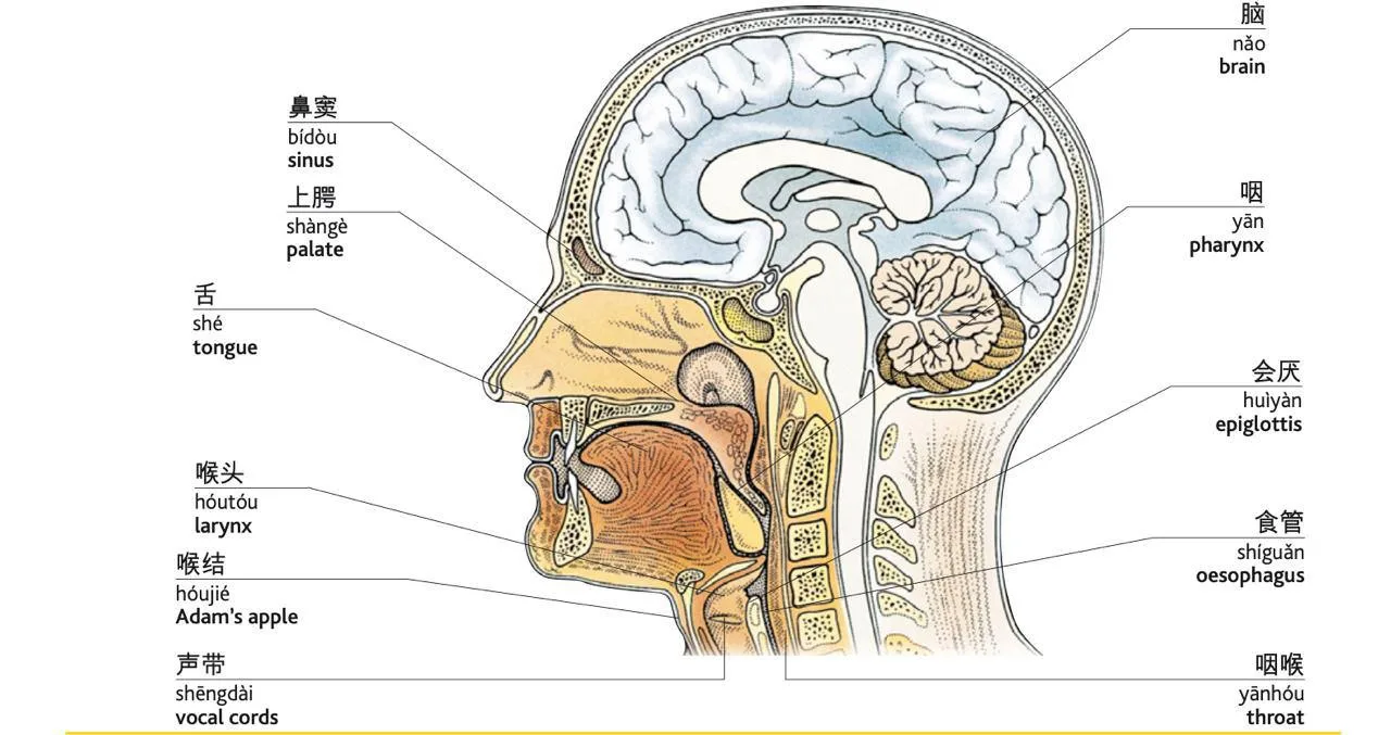 Составляющие головы по-китайски 🧠

声带-shēngdài-голосовые связки, голосовые складки
喉结-hóujié-кадык
