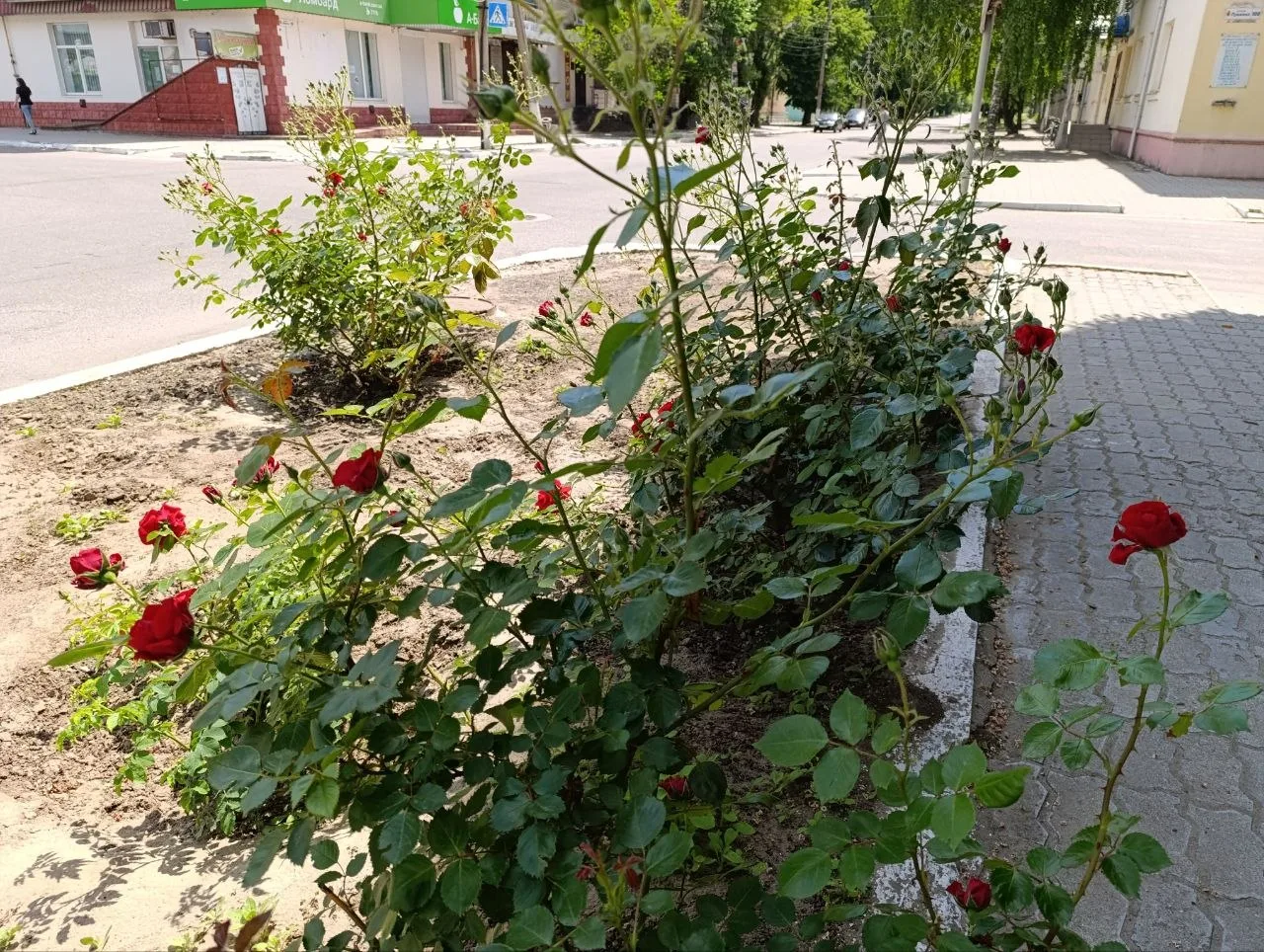 Доброе утро!  С наступлением устойчивого тепла на каховских городских клумбах начинают распускаться 