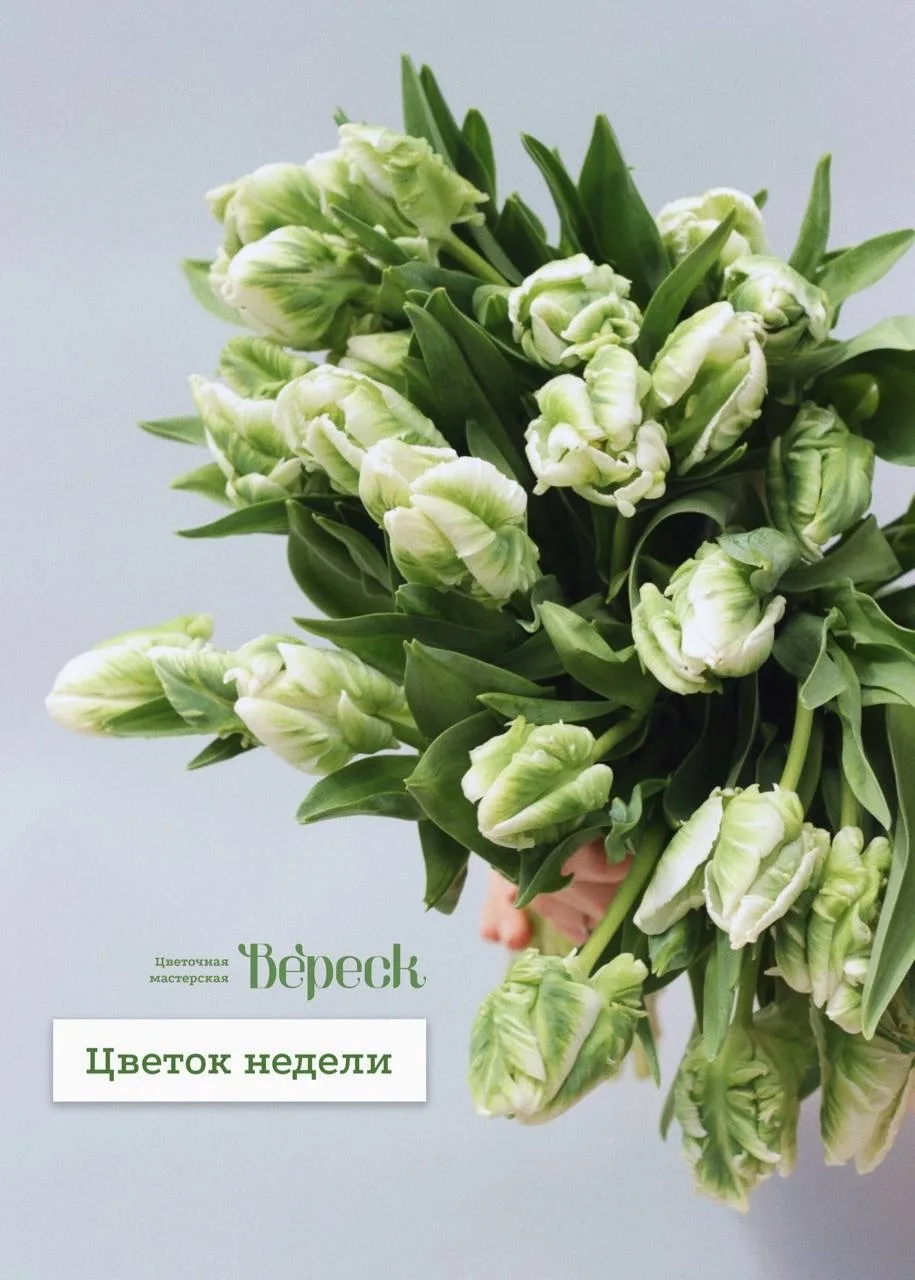 ЦВЕТОК НЕДЕЛИ✨
Тюльпан попугайный

Невероятной красоты бутоны, необычные и такие стильные

-20% при 