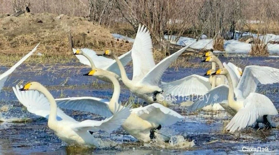 😍 Настоящее «Лебединое озеро» наблюдают жители Момы   На местном водоёме поселились десятки красивых