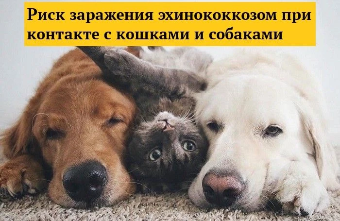 Заражение данным заболеванием происходит чаще всего при контакте с собаками и кошками, ...