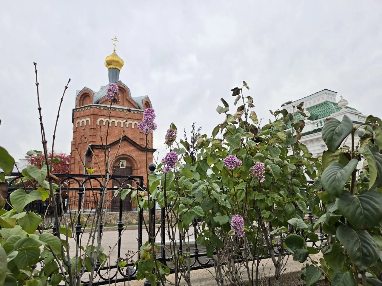 🌸 Сирень решила, что осень в Омске отменяется