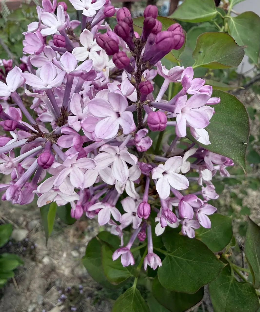 🌸 Область цветет: очередная партия красивых снимков от подписчиков Б1   Присылайте фото с цветущими 