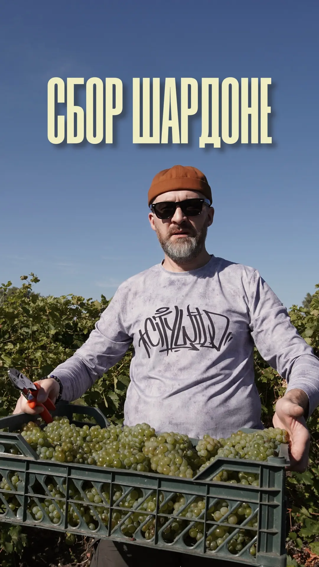 🍇 Собрали 800 кг Шардоне вместе!