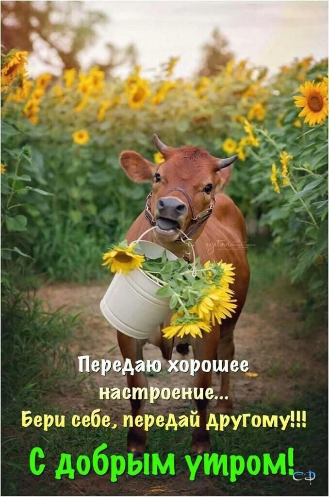 Доброе утро! Хорошего дня!☀️

Я - Пенсионер✅