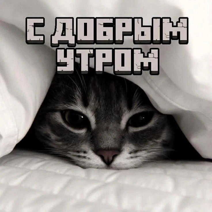 Котаны • подписаться