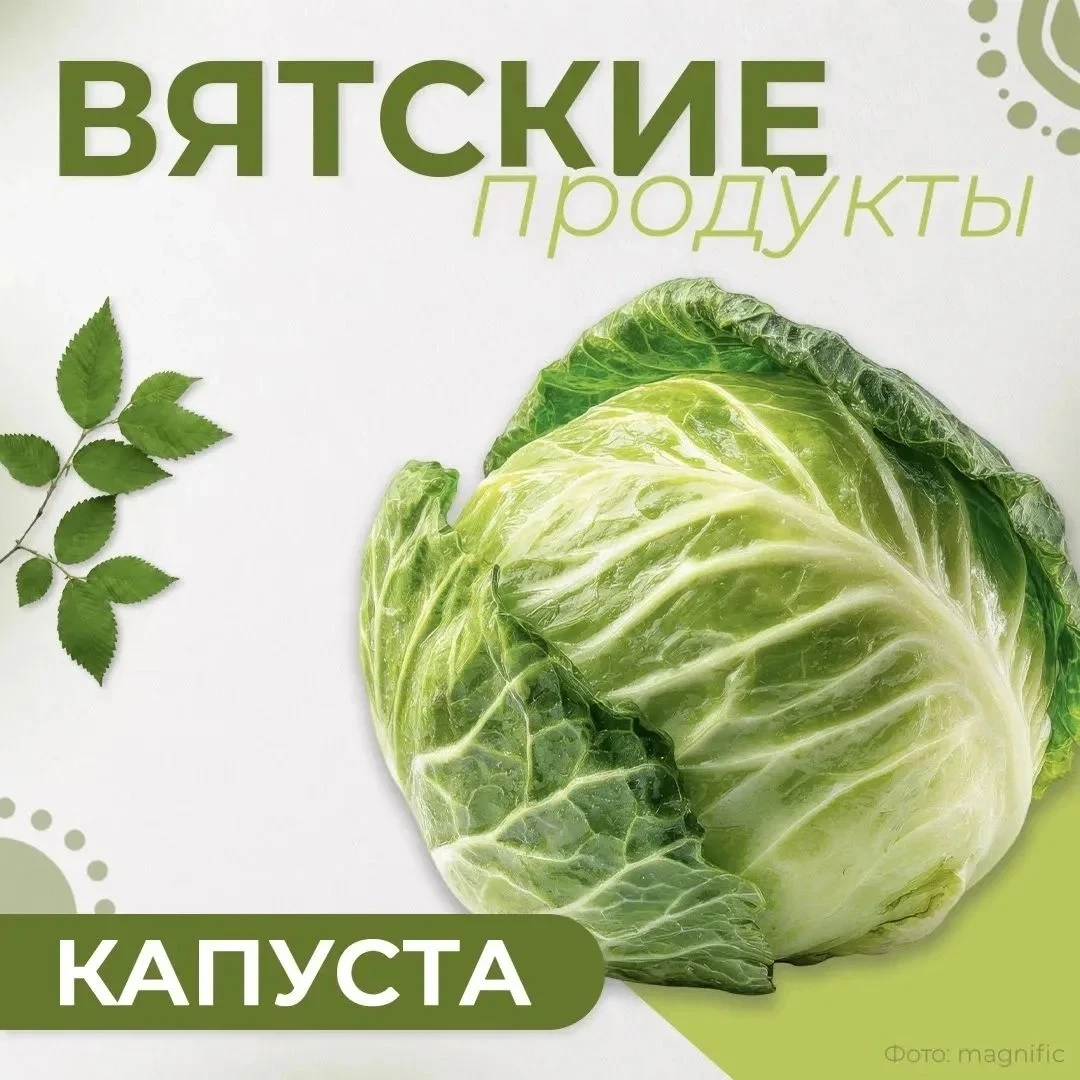 ✅ Вятские продукты: белокочанная капуста — польза и традиции Кировской области