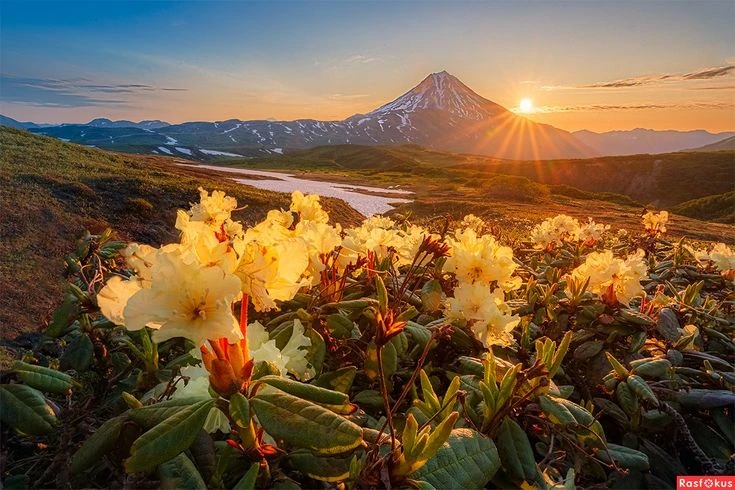 🌿 Июнь на Камчатке: когда природа просыпается под шёпот океана и гул вулканов 🌋
🌺Июнь на Камчатке