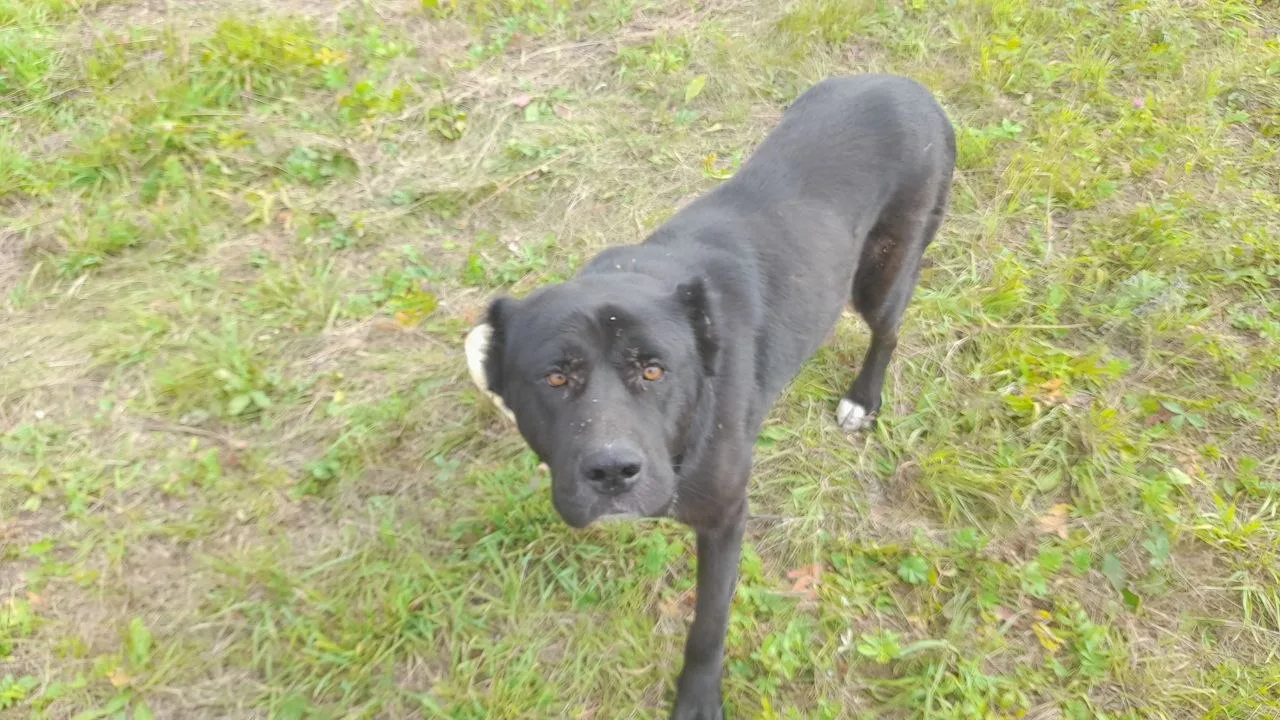🐕 Алабай уже месяц живёт в лесу — впереди холода