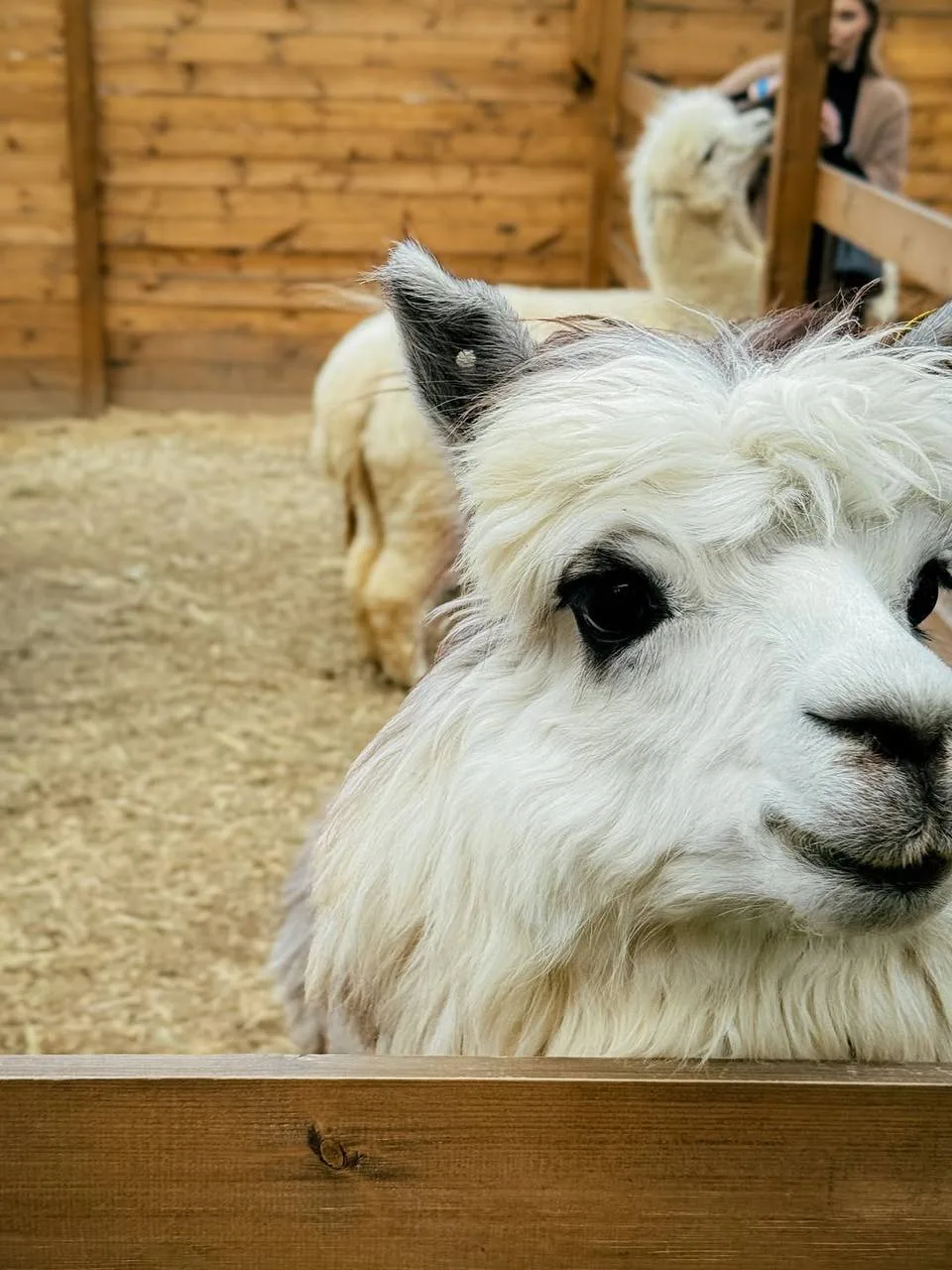 🦙 Познакомимся с альпаками в уютном парке?  Уютный парк альпак «Симба» расположен среди живописного 