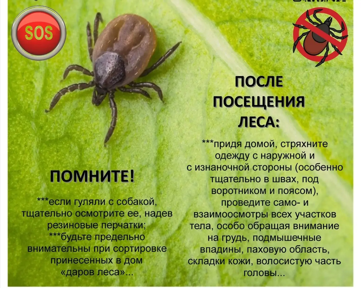 ❗Весенняя угроза: как защититься от укусов клещей  С наступлением весны и пробуждением природы возра